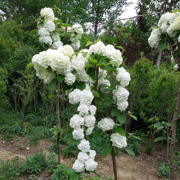 木香花图片高清图片