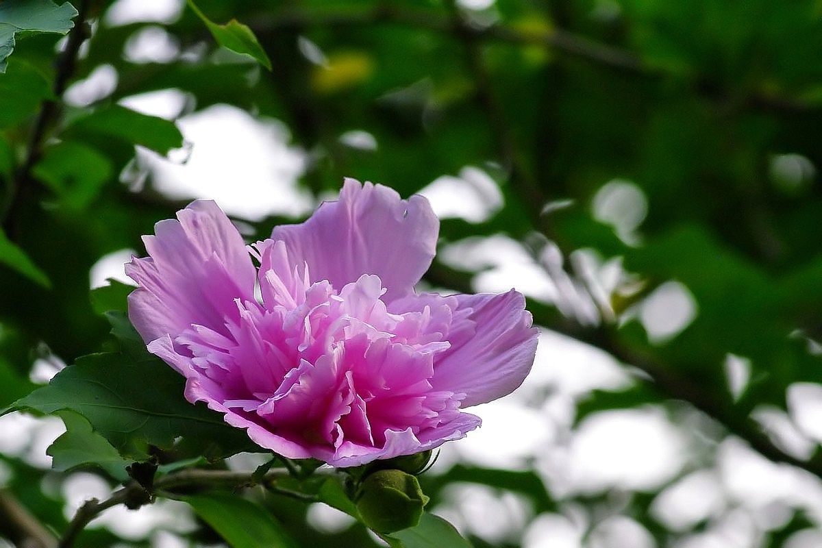 食用木槿花图片大全图片