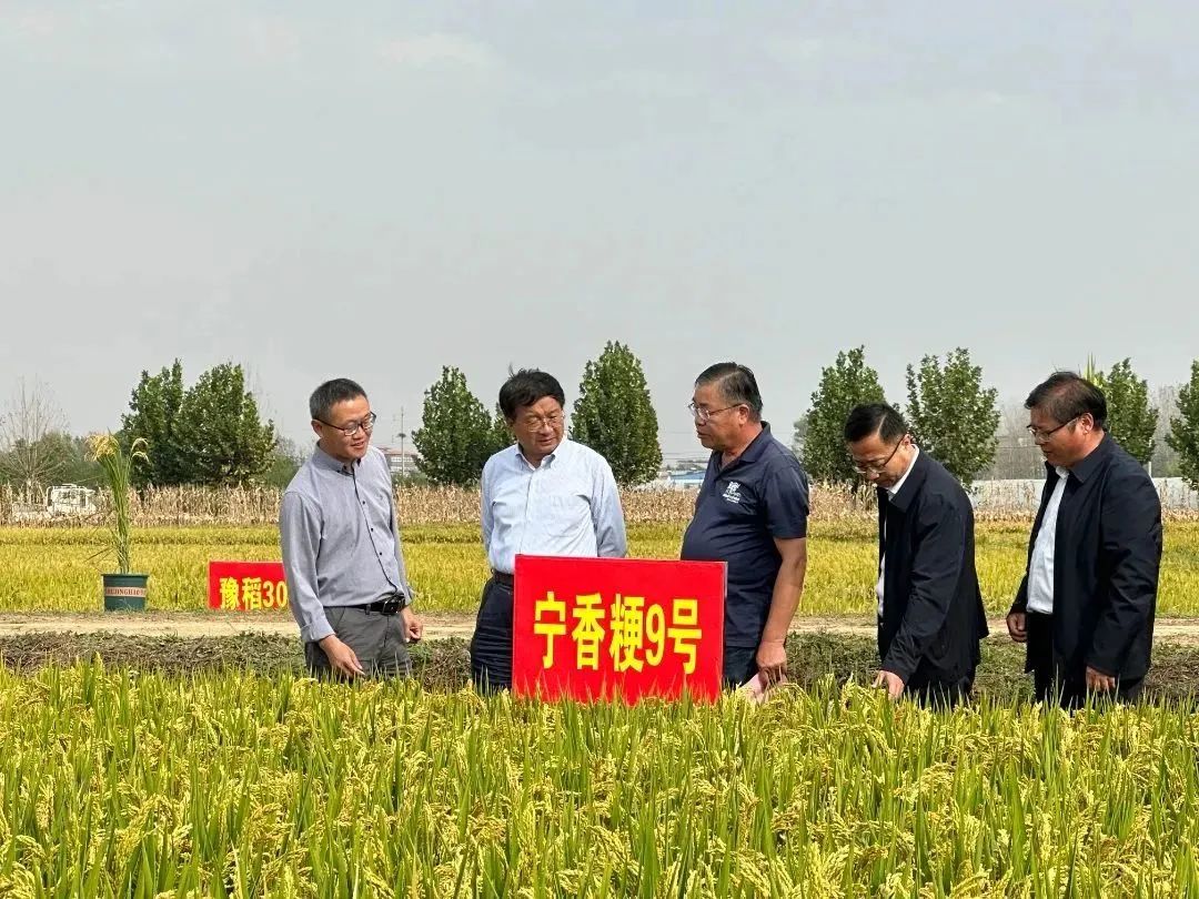 河南农业大学依托"旱改水"技术复种水稻 首年复种即获得成功!