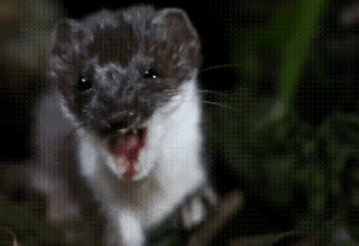 "食脑魔"现身新疆森林,长相可爱,每年却能吃掉3000只老鼠