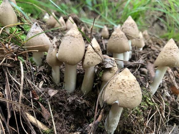 鸡枞菌十年涨价逾十倍,目前鸡枞菌价格一斤多少?多地价格巡览!