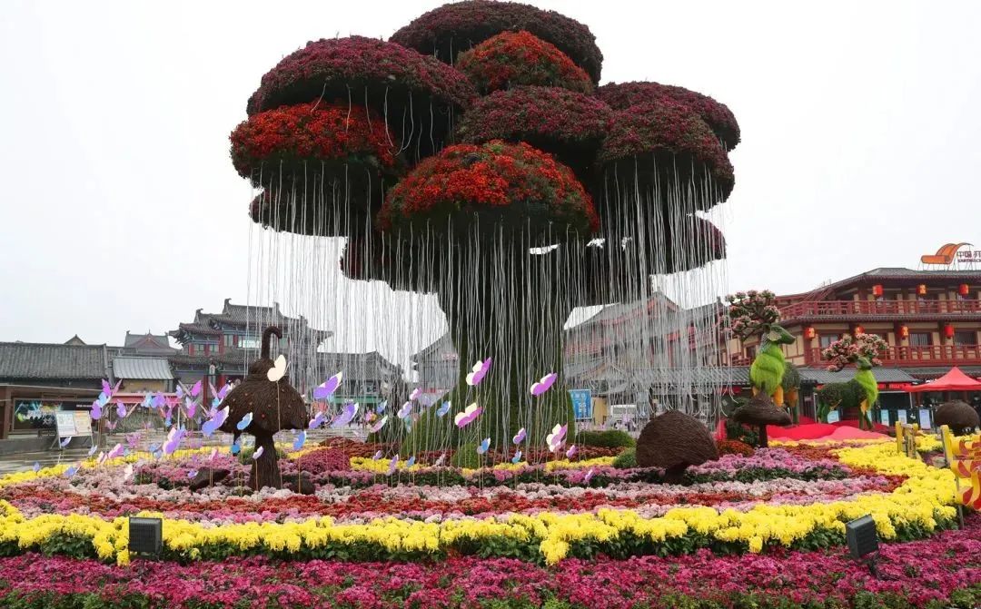 菊花香韵 盛世宋歌
