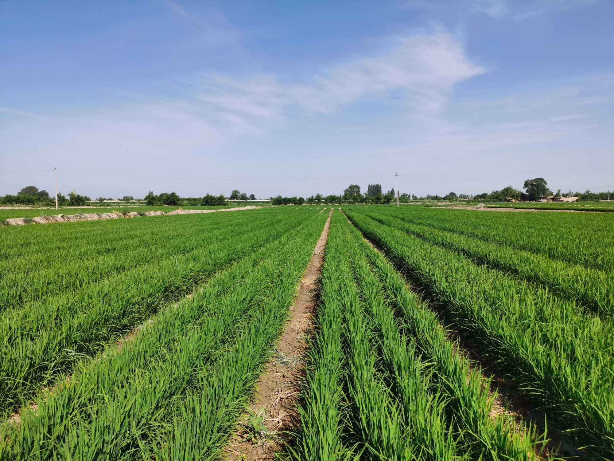 如何栽培旱稻?让我给你整理一下,有兴趣的人赶紧把它收集起来