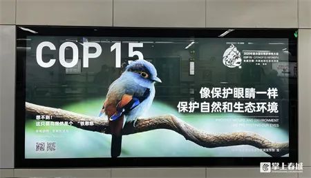 昆明cop15海报图片