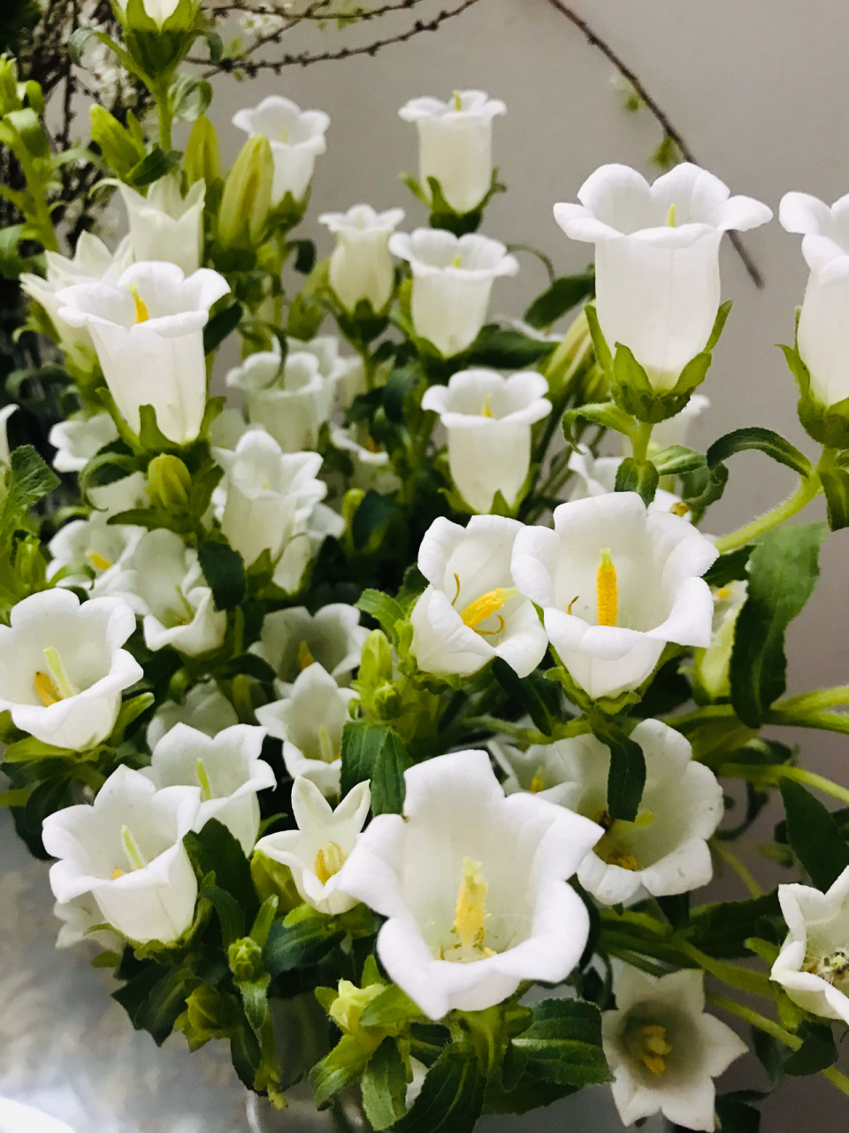 白色风铃花 风铃草?风铃花?