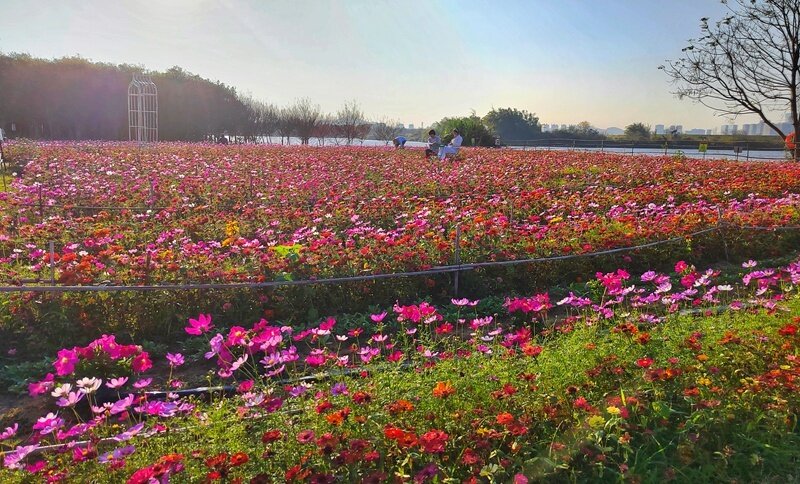 惠州三栋看花的景点图片