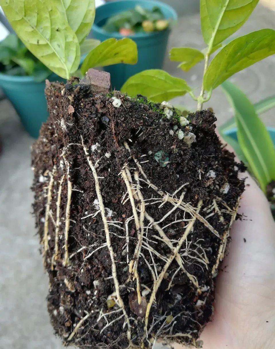 6月,最适合扦插的花,一插就活,大白根冒疯了!