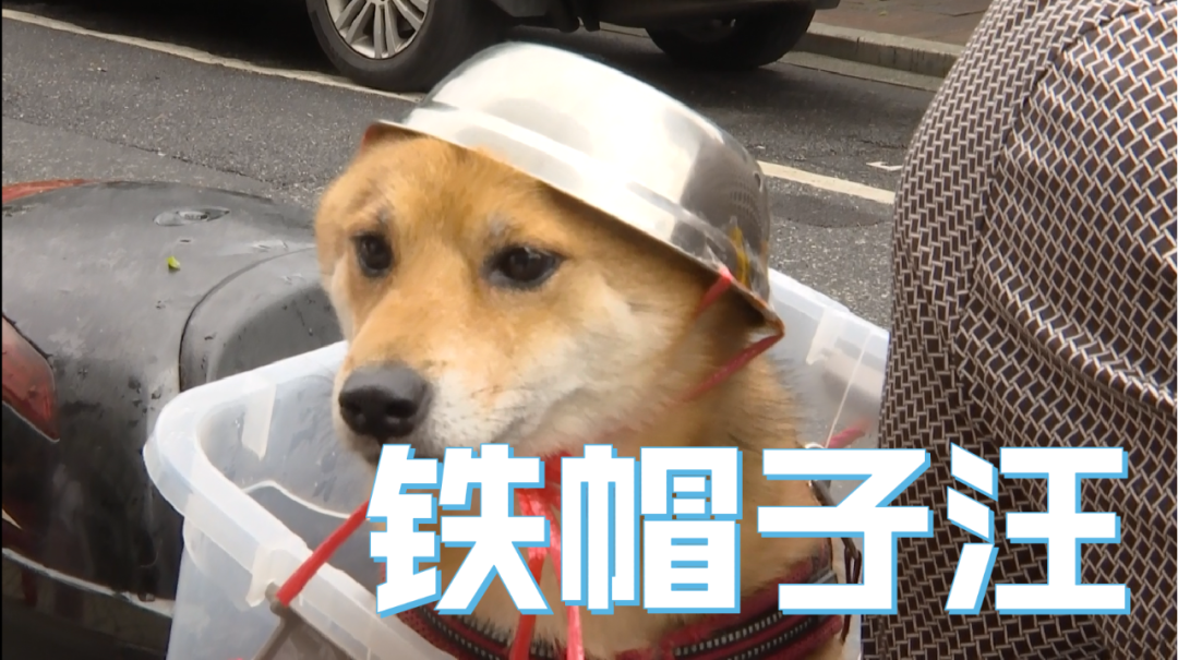 推荐为了骑行安全,连狗狗都戴头盔了!表情包火遍全网,网友:太可爱