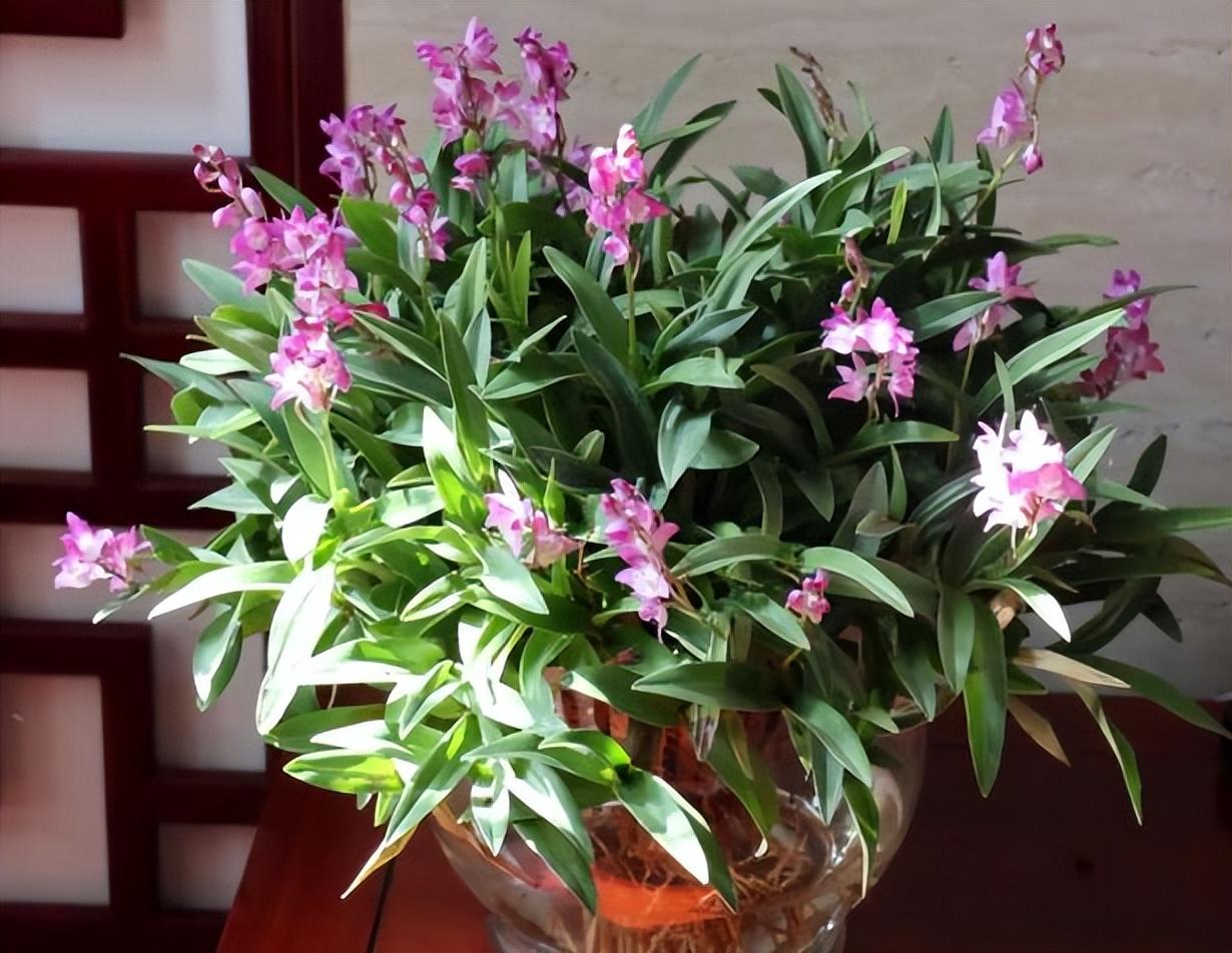 这花叫"澳洲香水石斛",香味浓烈花美艳,带你欣赏一下