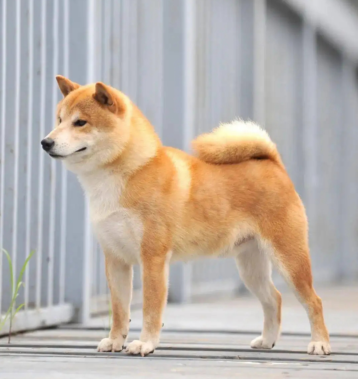 黄色的狗是什么品种?