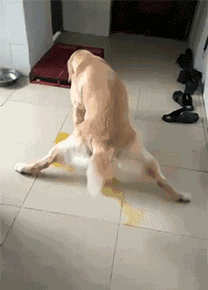 你说你是不是能耐了,又在家里乱尿,还给我劈叉!