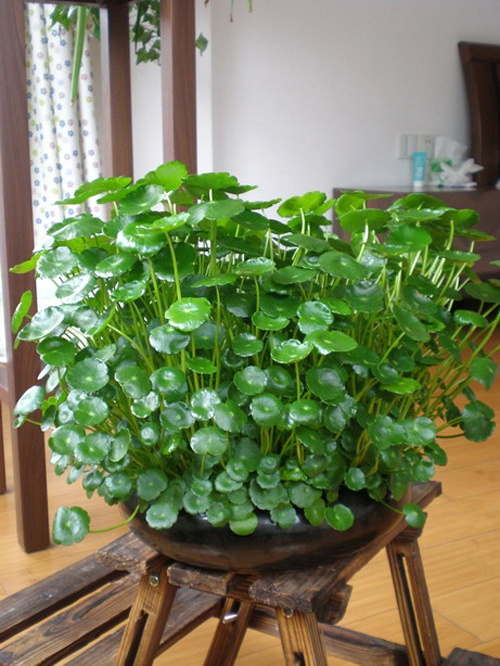 曾遇到一位花农,他告诉我铜钱草的养殖公式,我分享给