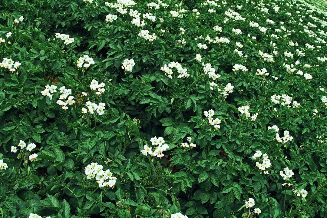 洋芋花图片大全图片