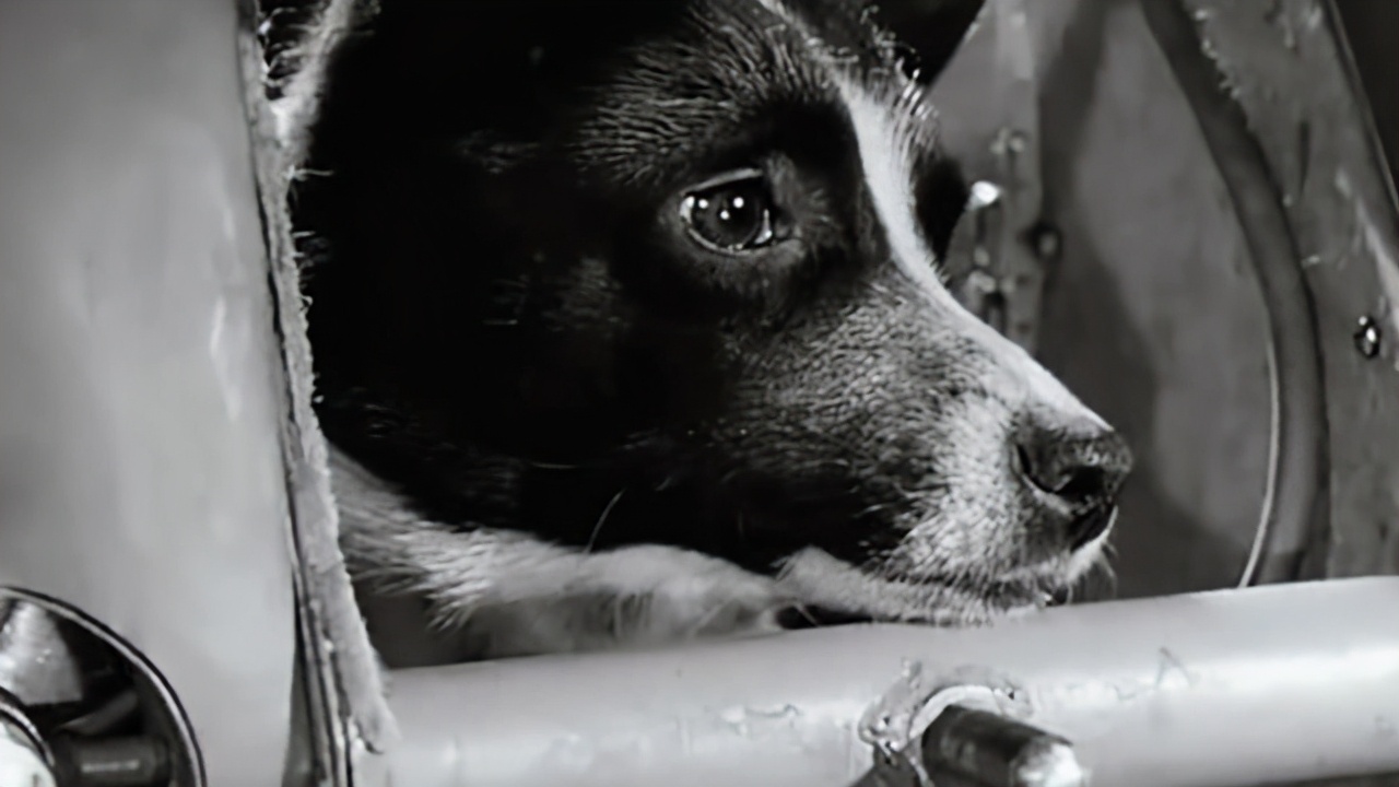 64年前那只上了太空的小狗,为何仅过4天,就被"安乐死?