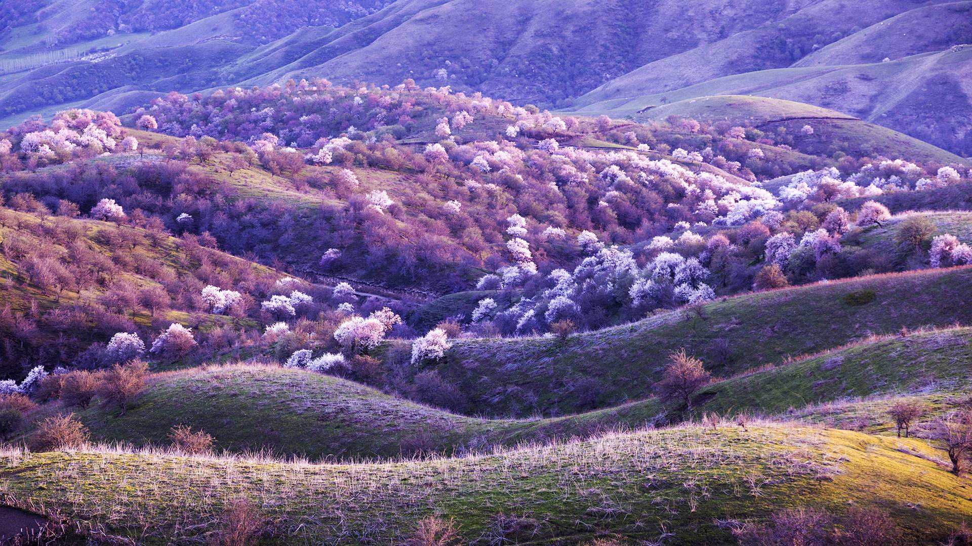 新疆杏花盛开的地方,天山守护,是塞外文明的发源地