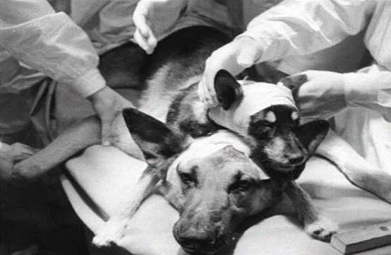 1958年,前苏联出现一只双头狗,它后来变成什么样了?