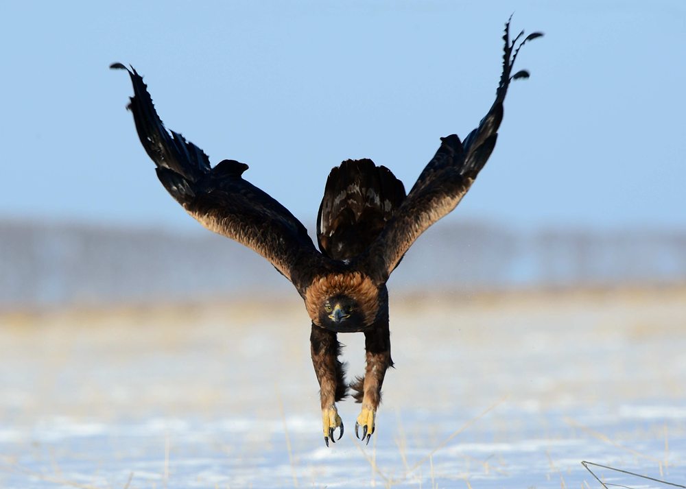金雕捕猎80斤野猪,抓住猪脖子却被甩掉,追上去一爪刺中猪的眼睛