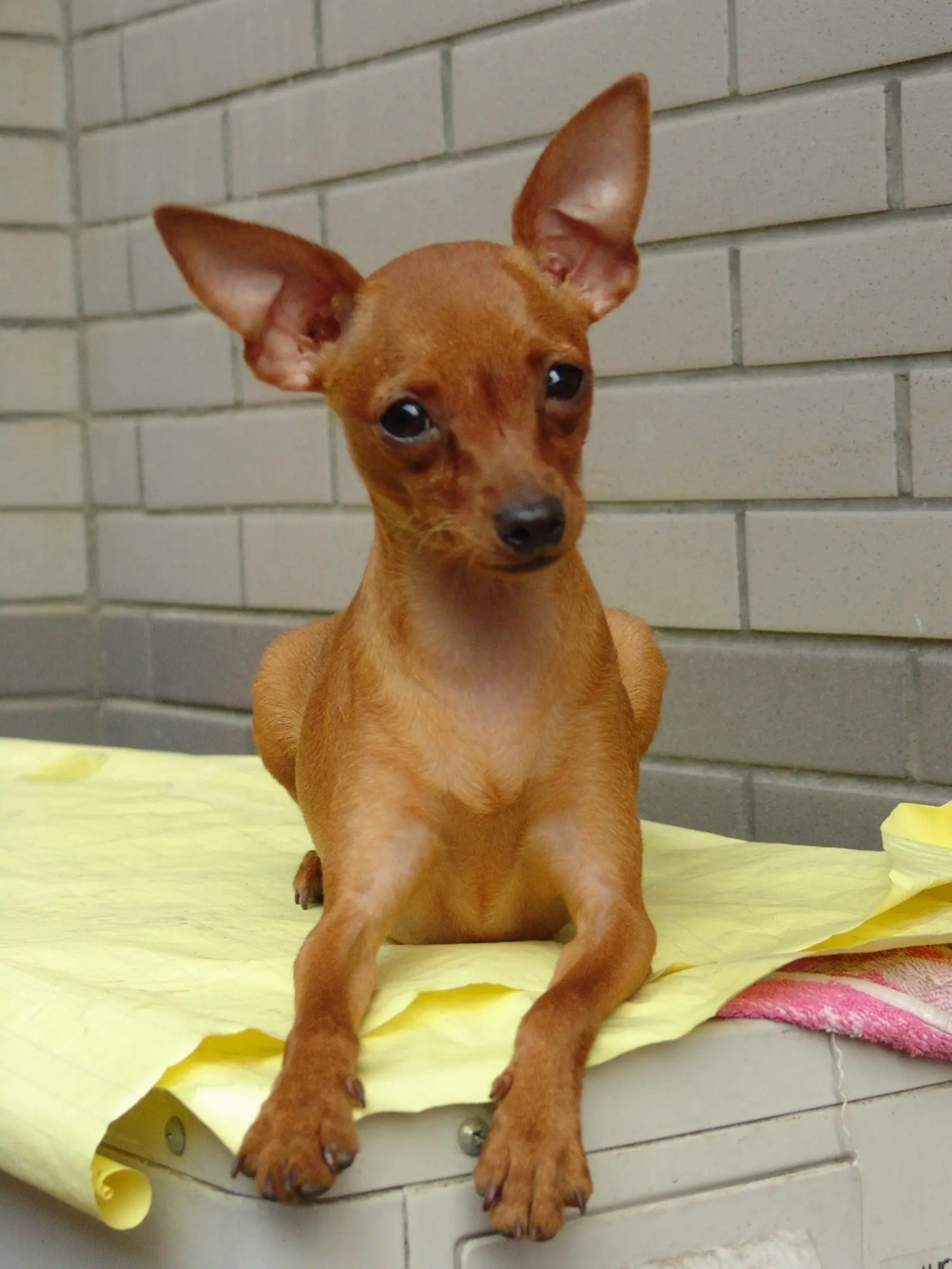 小型黄毛狗所有品种有什么?