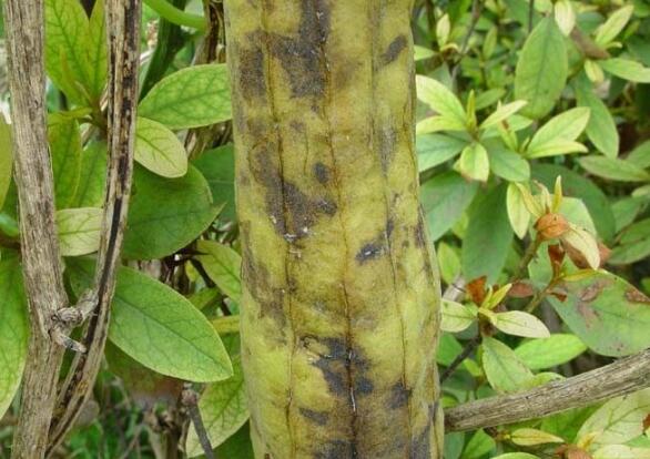 丝瓜虫害有哪些?如何防治?