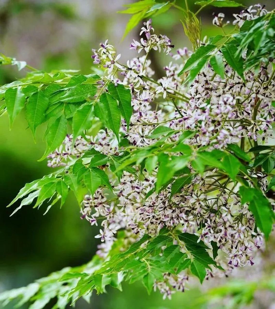 楝花风,春事空,楝花谢后别春风.