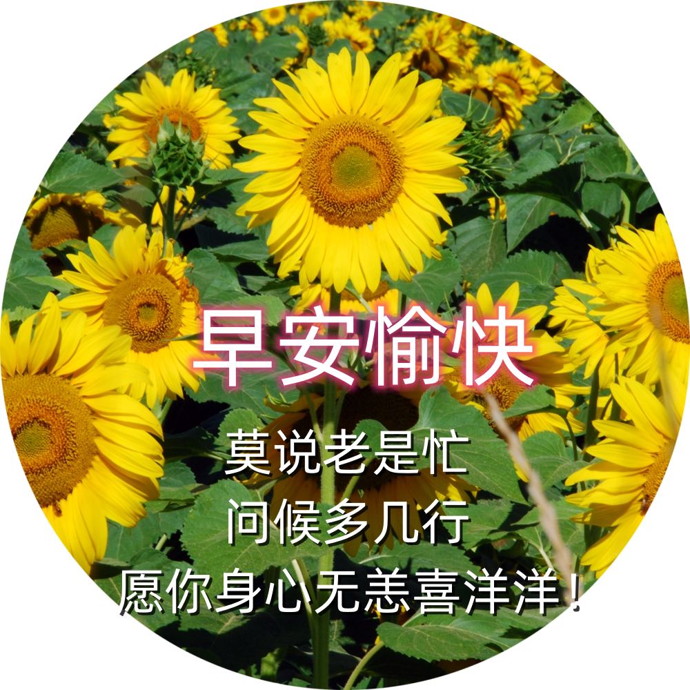 早晨图片 鲜花图片