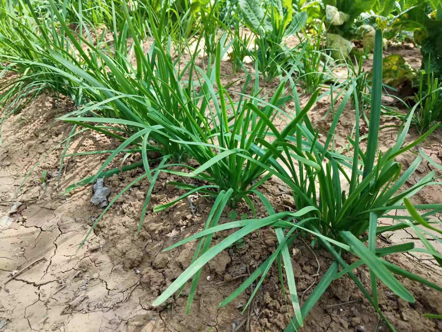 要想韭菜長得好,一茬草灰一茬尿,韭菜追肥,怎樣結合使用灰與尿