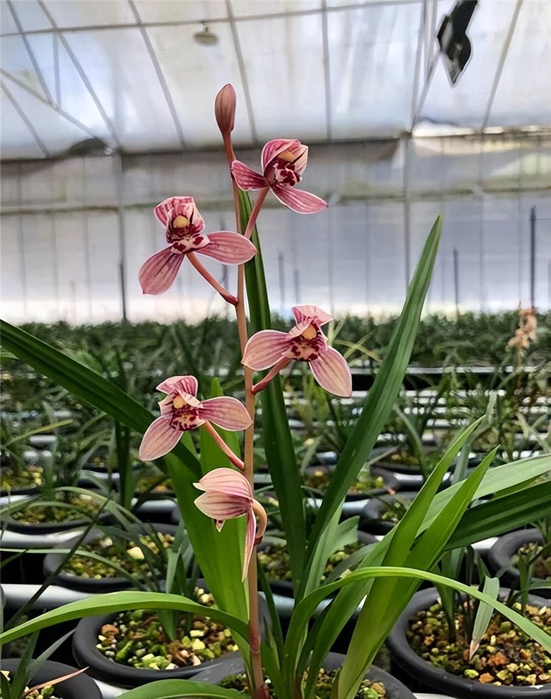 四季兰名花——东方红荷,花型正格,花色水红,香气轻松飘满园