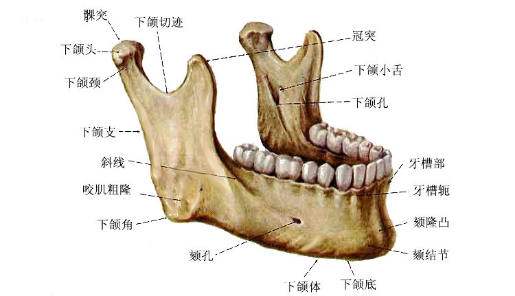 腮骨是什么位置图片图片