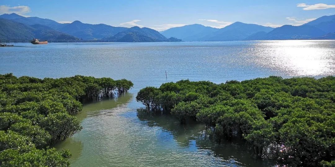 在福安溪尾,有这样一片美丽的"海滨精灵"