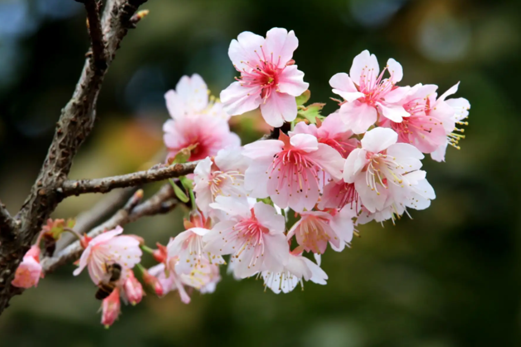 樱花品种有哪些?