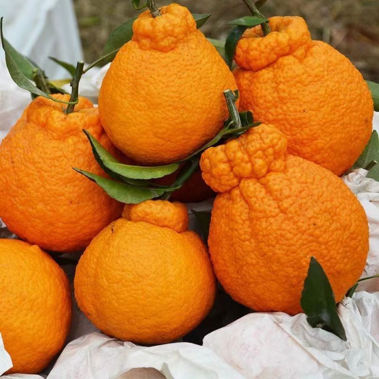 丑橘丑八怪耙耙柑,它的外形并不美观,甚至可以说是有些丑陋.