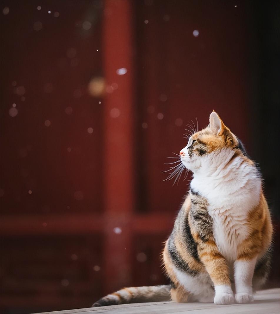 故宫狮子猫小龙女图片