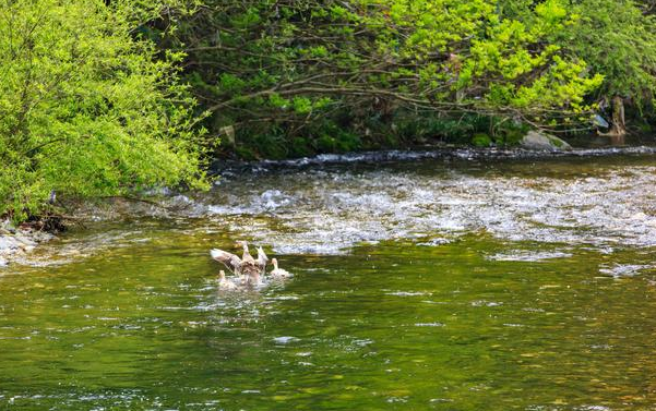 杨万里这首《伤春》很显然被低估了,也是难得的佳作,写得很感人