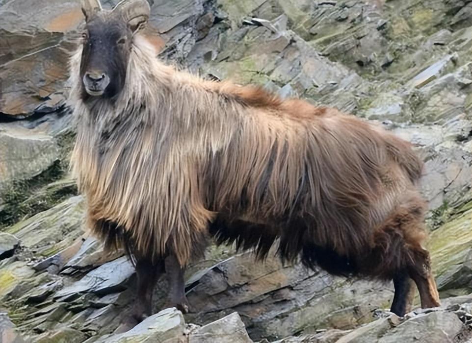 喜马拉雅的高山狮子王数量仅有500多头能踢翻雪豹和野狼