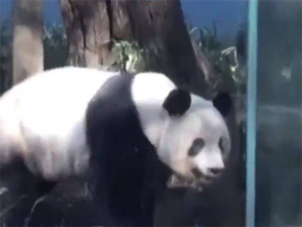 旅日大熊猫香香即将回国：日本民众不舍排长队告别