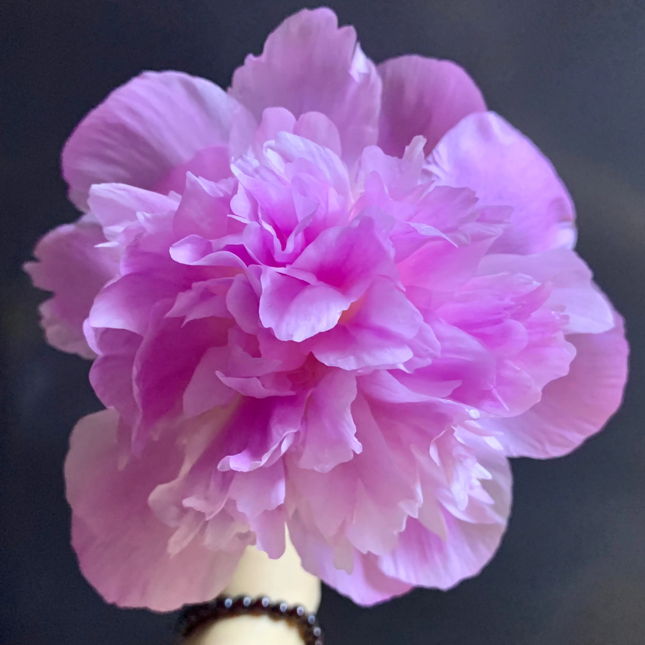 四川重瓣芍药——蓝梦 花型蛮大的,开放度很好,能开到翻过去,南方接近