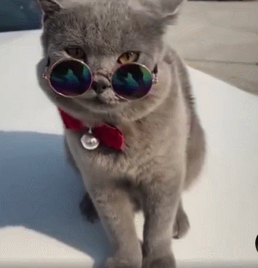 不怕你知道,养猫最好养"英短蓝猫"!