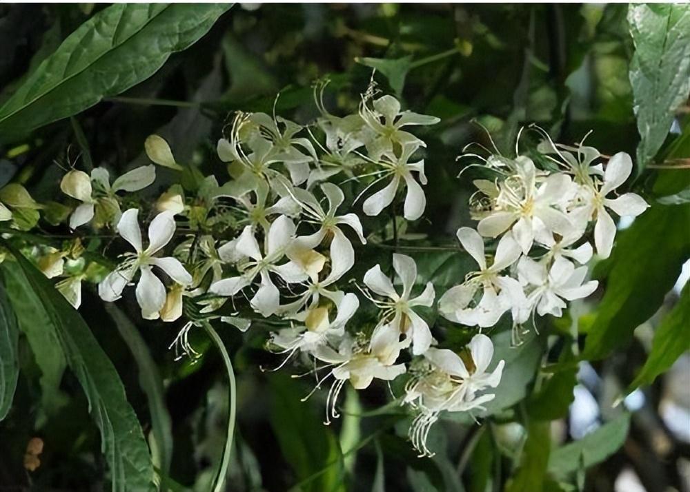 養花首選垂絲茉莉,開花一串串,多季開花,香氣濃郁