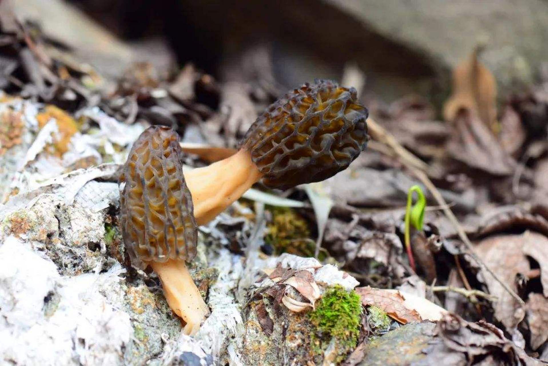 羊肚菌外形特殊,被认为有毒而不能食用.