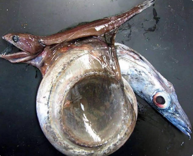 地球上恐怖的吞噬者,外形奇特,能吞下比自己大10倍的物种