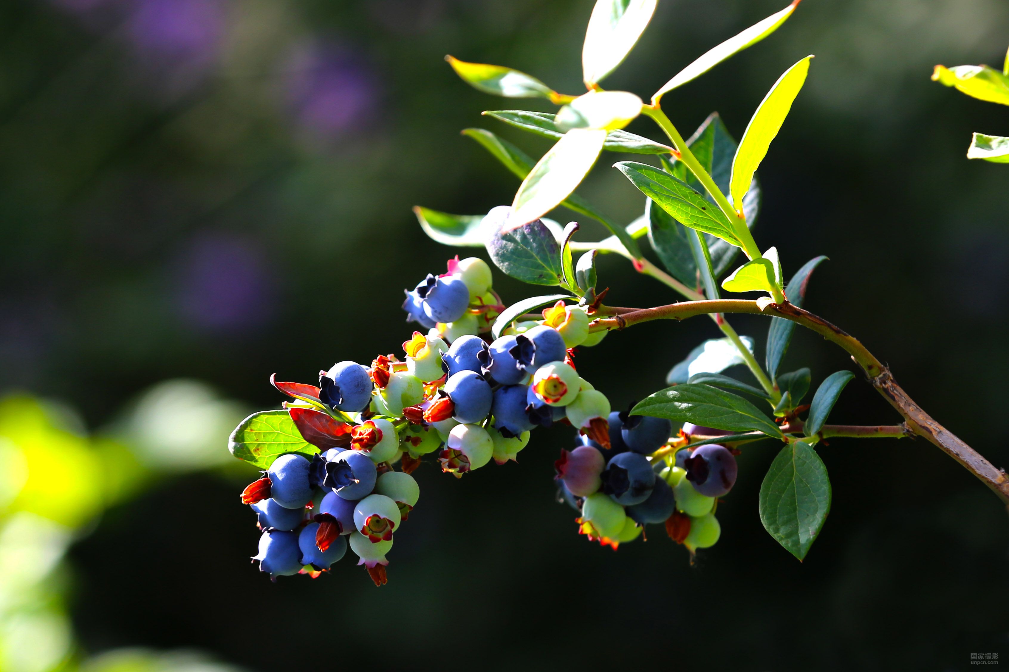 荣臻东方蓝:陈晖与蓝莓酒结下的不解之缘
