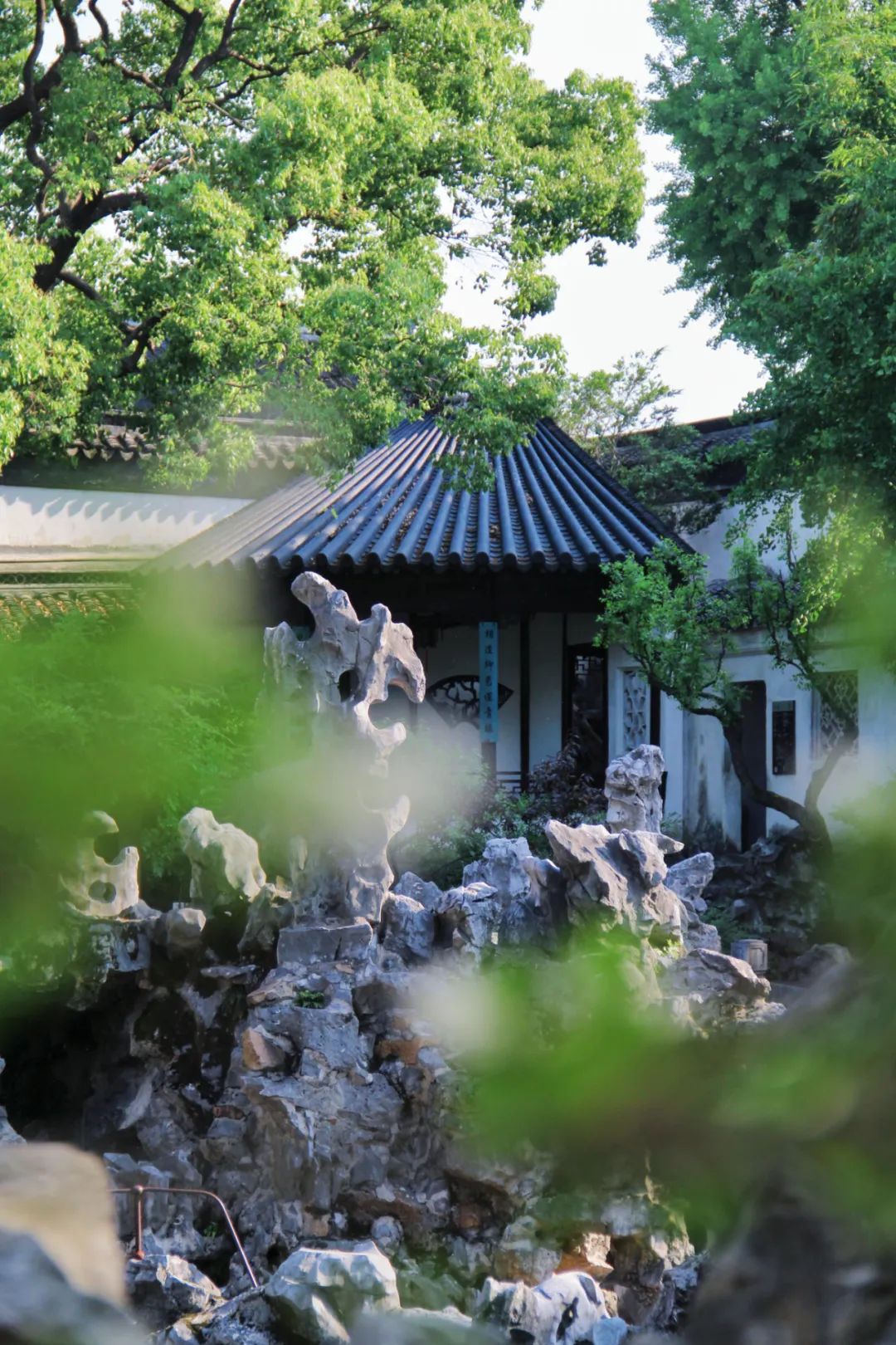 初夏天暖,行走于苏州狮子林,有若有若无的清香来袭