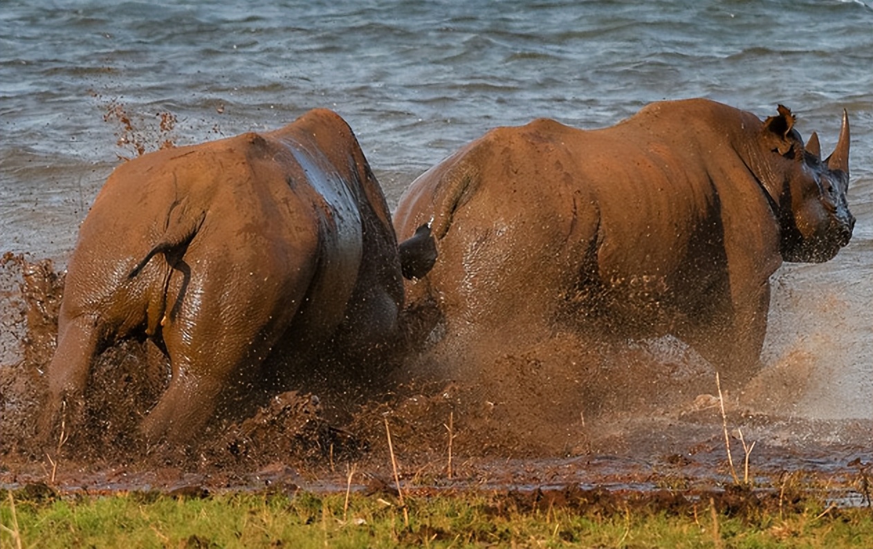犀牛攻击同伴的蛋蛋,动物世界难道也会"千年杀"吗?