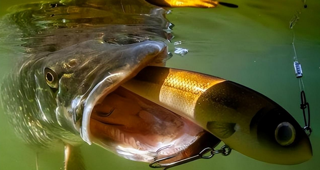 長期以往之下,越來越多的小魚被狗魚吃掉,進而造成了小種群滅絕,狗魚