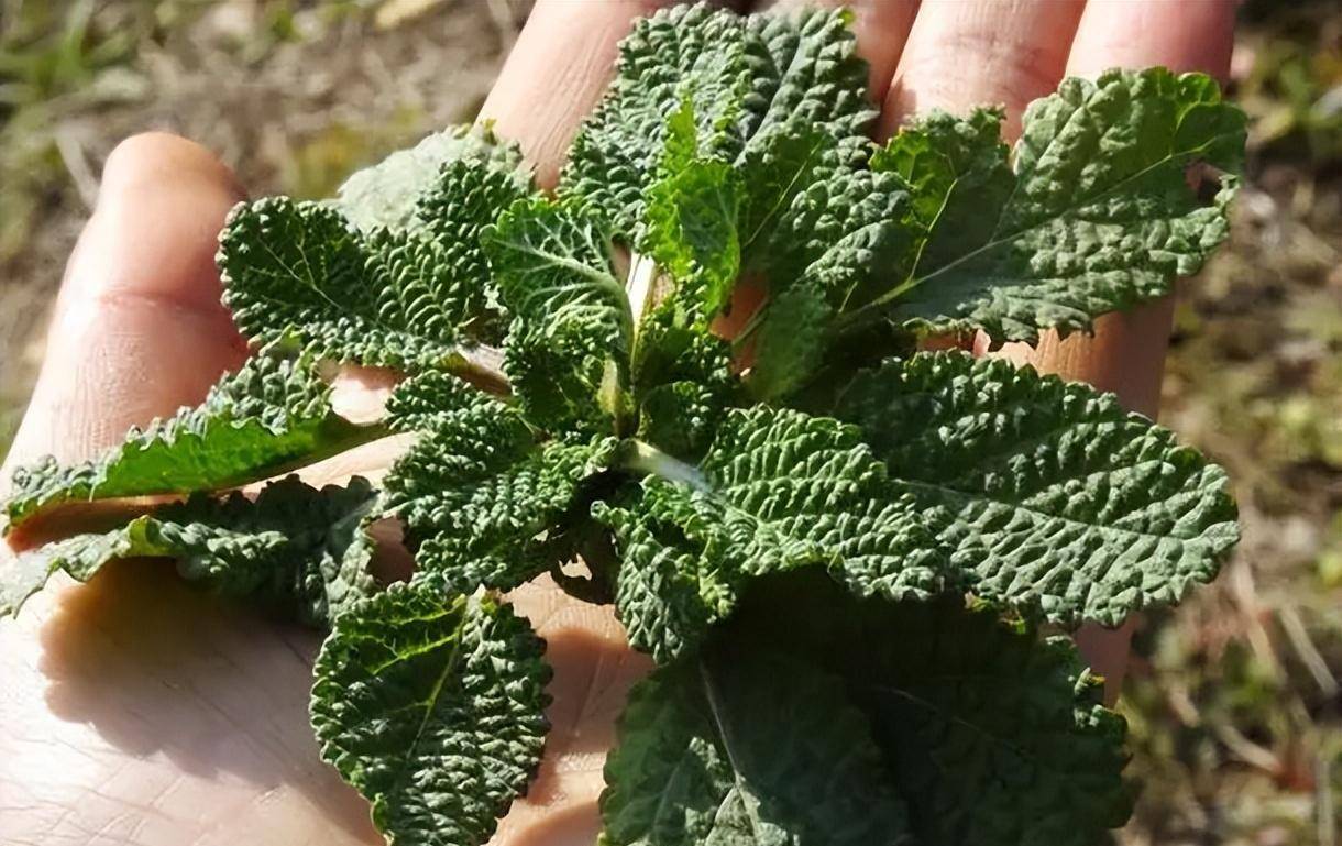 癞蛤蟆草人称荔枝草,叶子皱巴巴的农村很常见,价值却非常珍贵