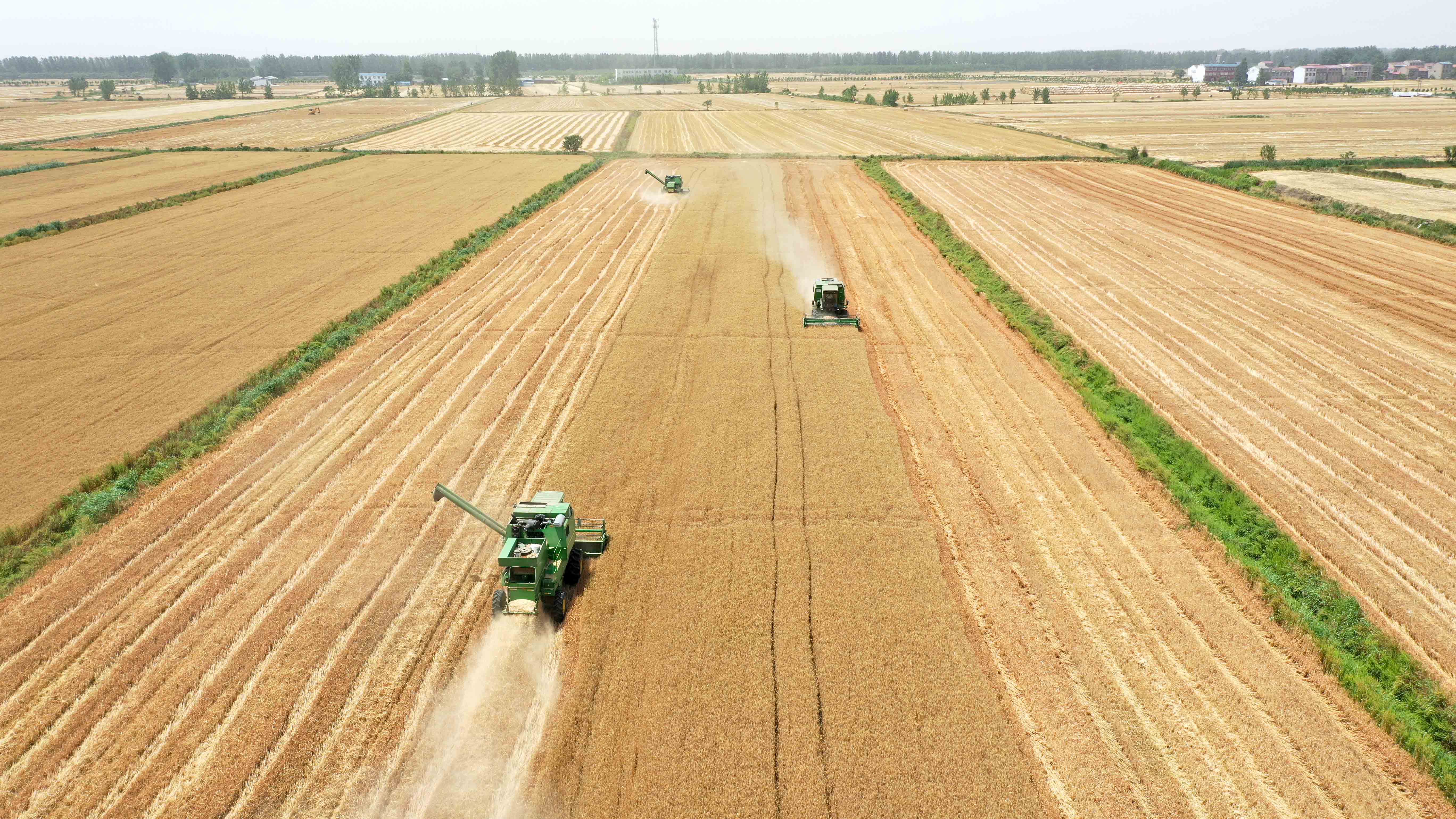 安徽小麦陆续开镰收割(3)