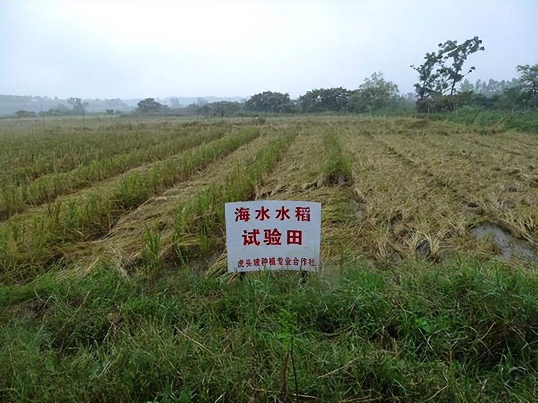 在一些海邊的灘塗地也可以種植水稻,有助於減輕風沙以及水土流失,可以