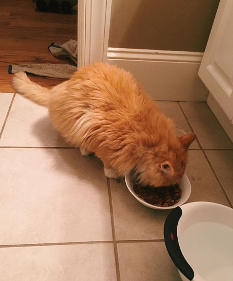 橘猫的正常体重是多少?看看你家猫超标了吗?
