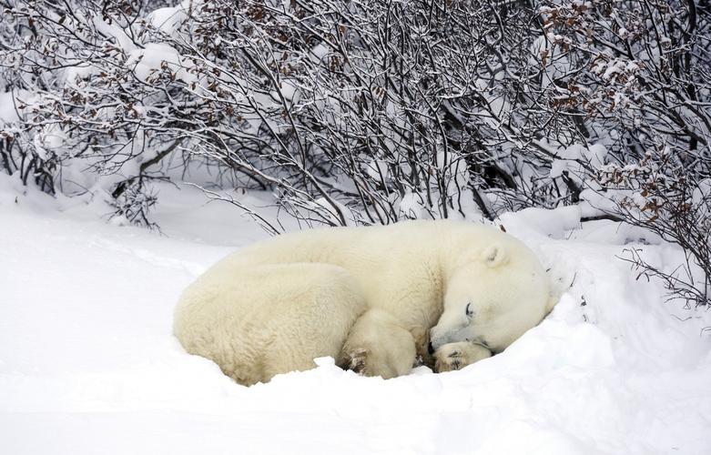 冬眠过冬动物的照片图片