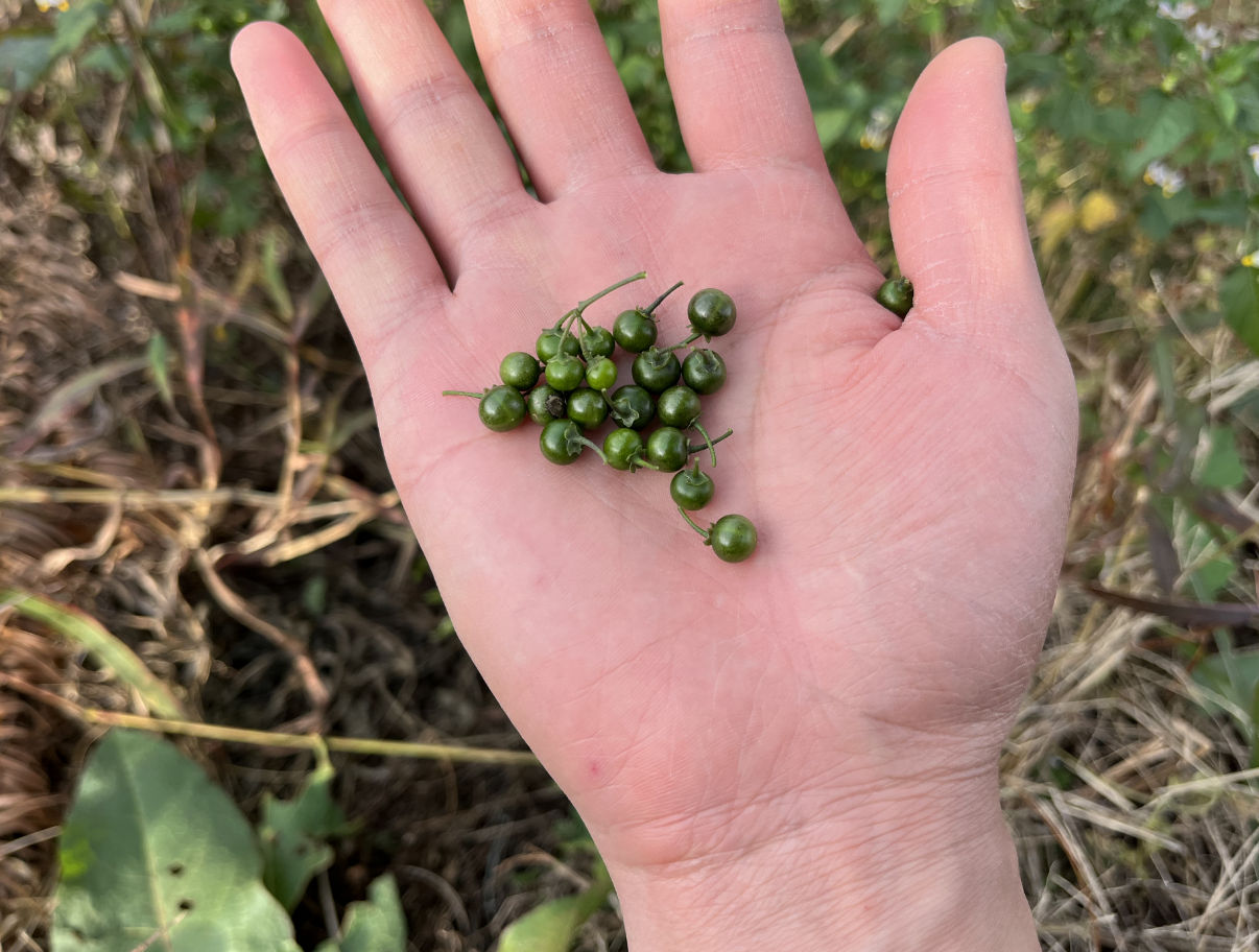 龙葵果,又称黑天天,儿时的零食,有3大优点,农民朋友要了解!